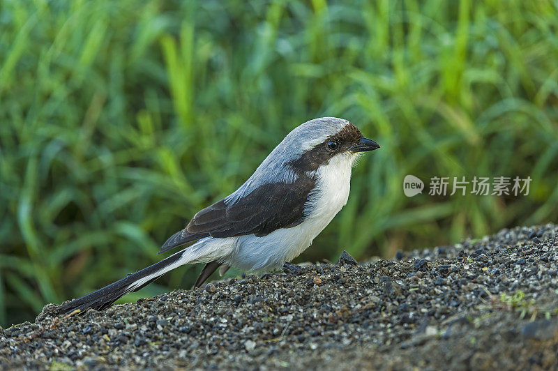 灰背鸟(Lanius excubitoroides)是灰背鸟科的一种鸟类。纳库鲁湖国家公园，肯尼亚。